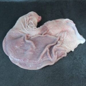 Frozen Pork Stomach Pouch